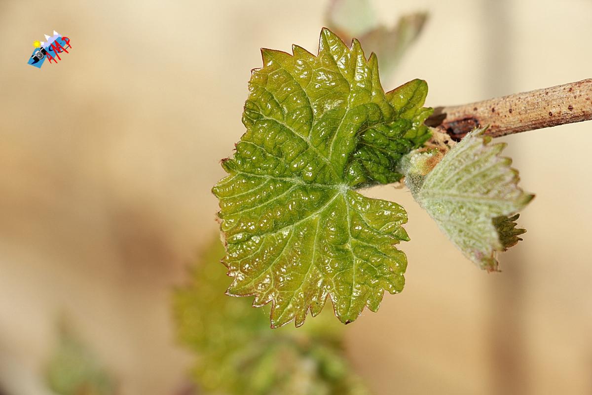 N2014-04_11_IMG_2173-Vigne Chasselas Doré_HG